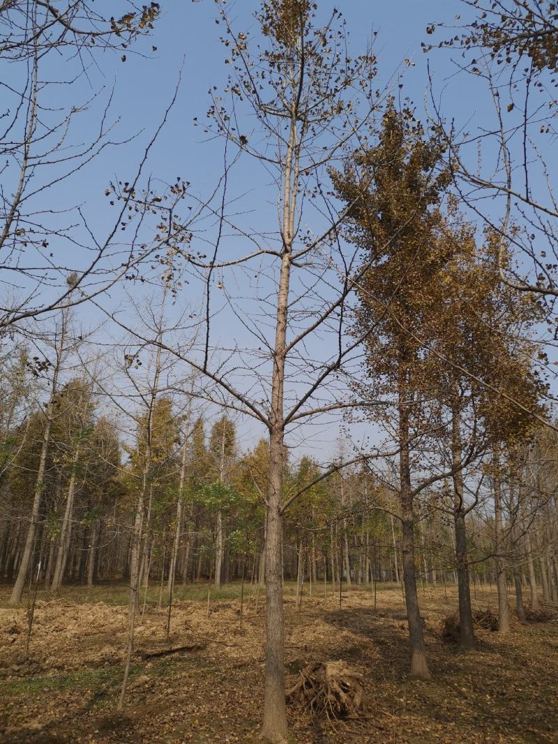 银杏实生树18公分好树形，大量供应，价格便宜。