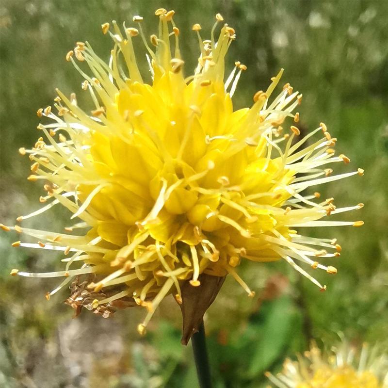 野生黄葱花，摘蒙花野葱花，野韭菜花