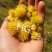 野生黄葱花，摘蒙花野葱花，野韭菜花