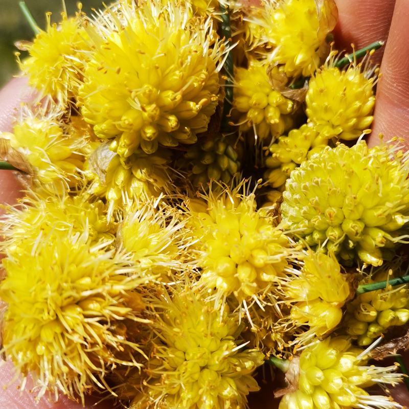 野生黄葱花，摘蒙花野葱花，野韭菜花