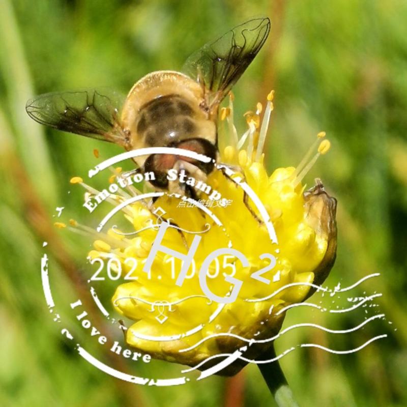 野生黄葱花，摘蒙花野葱花，野韭菜花