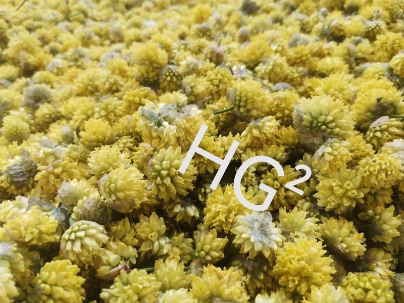 野生黄葱花，摘蒙花野葱花，野韭菜花