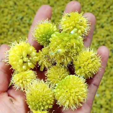 野生黄葱花，摘蒙花野葱花，野韭菜花