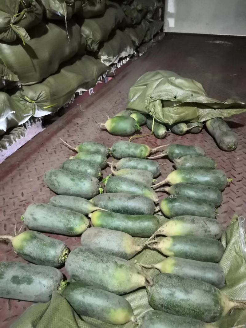 山东萝卜产地大量供应水果萝卜！全国发货！支持加工！