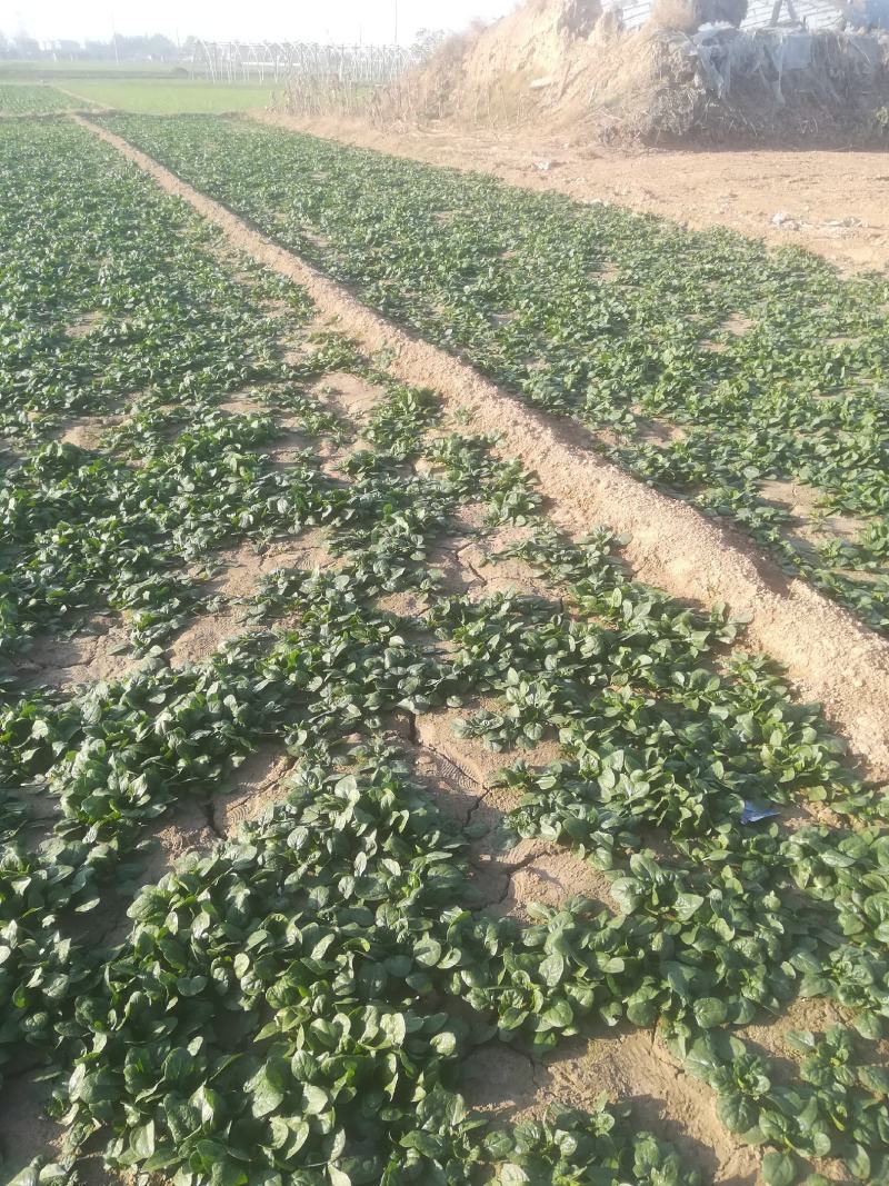 菠菜趴地菠菜园叫短杆又黑又亮有想法的联系我