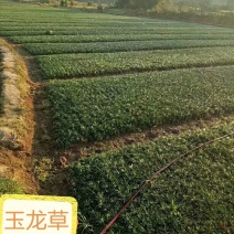 玉龙草日本矮麦冬麦冬草湖南玉龙草