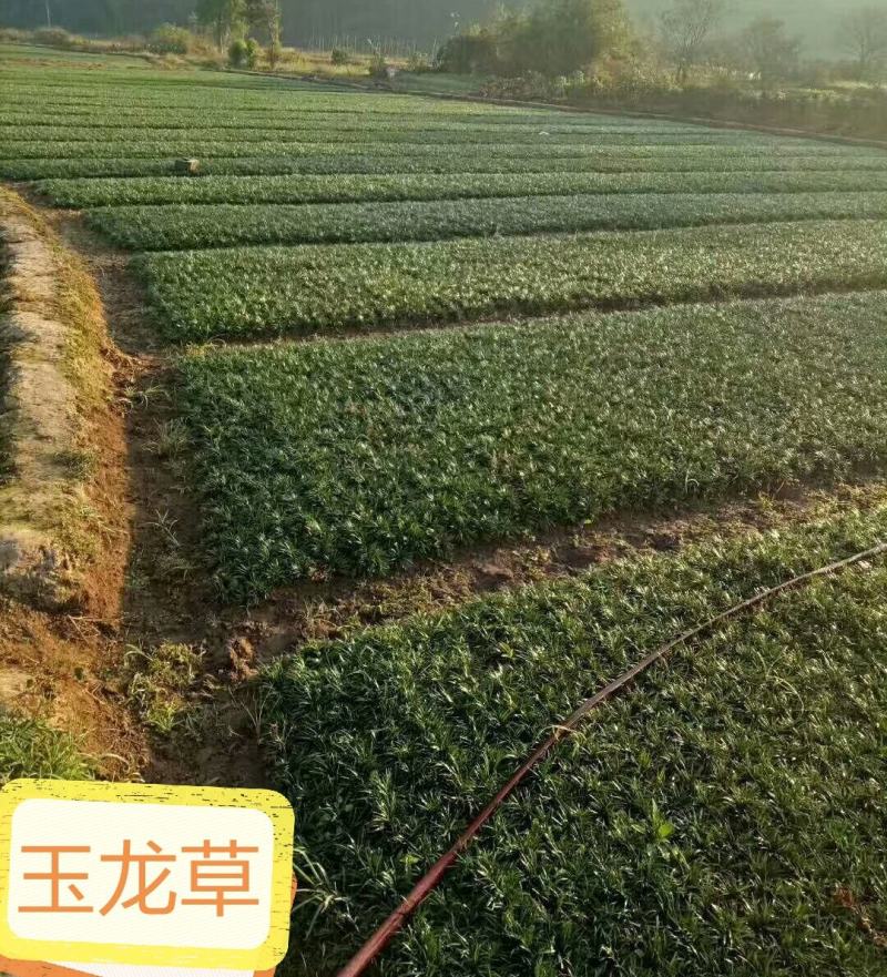 玉龙草日本矮麦冬麦冬草湖南玉龙草