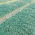 玉龙草日本矮麦冬麦冬草湖南玉龙草