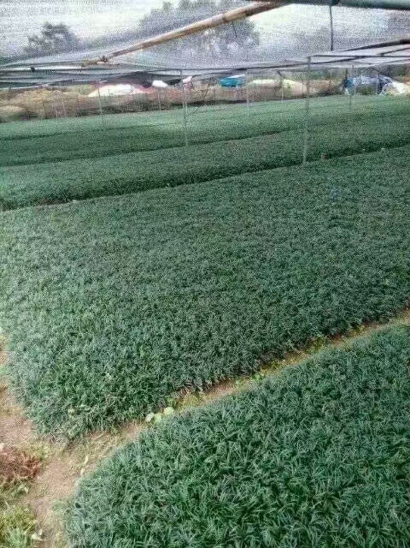 玉龙草日本矮麦冬麦冬草湖南玉龙草