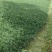 玉龙草日本矮麦冬麦冬草湖南玉龙草