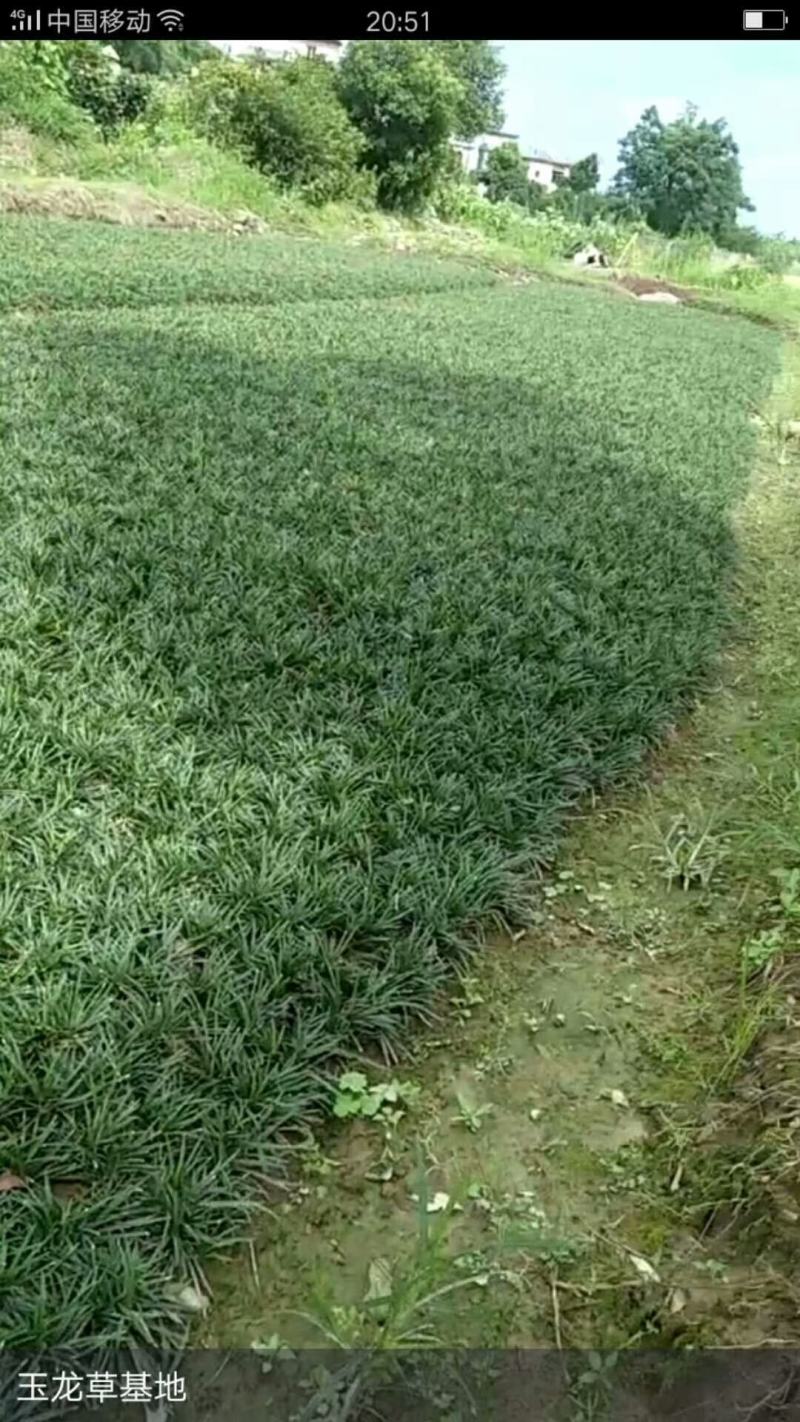 玉龙草日本矮麦冬麦冬草湖南玉龙草