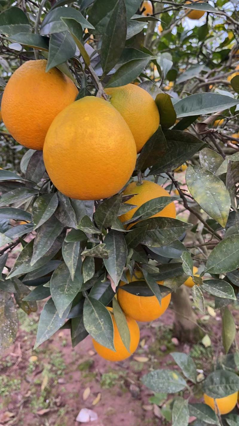 四川纽荷尔脐橙，口感纯甜，农户精心采摘，保质保量发货！