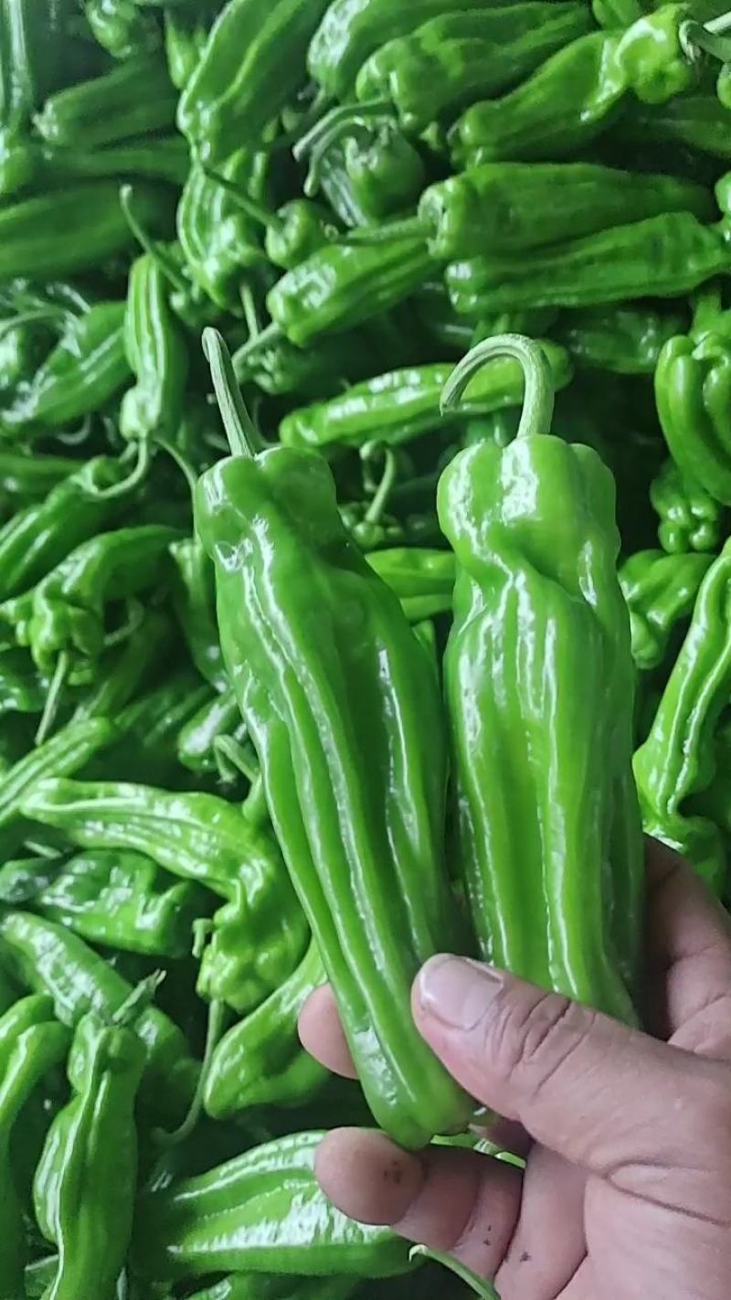 【优选】山东精品薄皮椒，质量好货源足，稳定供货全国