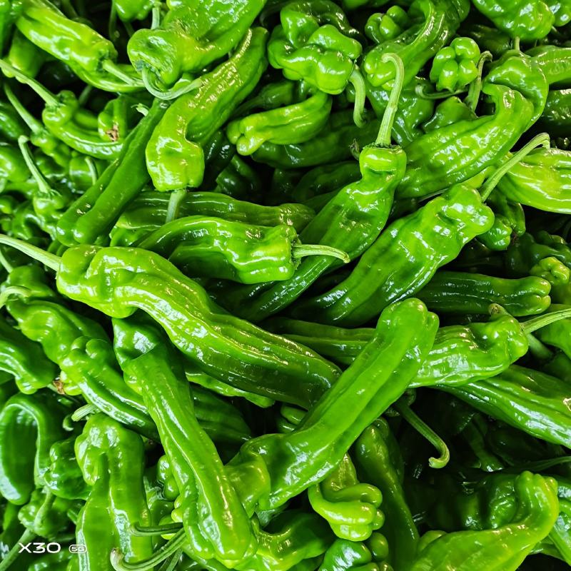 【优选】山东精品薄皮椒，质量好货源足，稳定供货全国