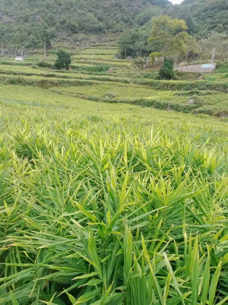 要生姜的老板联系我
