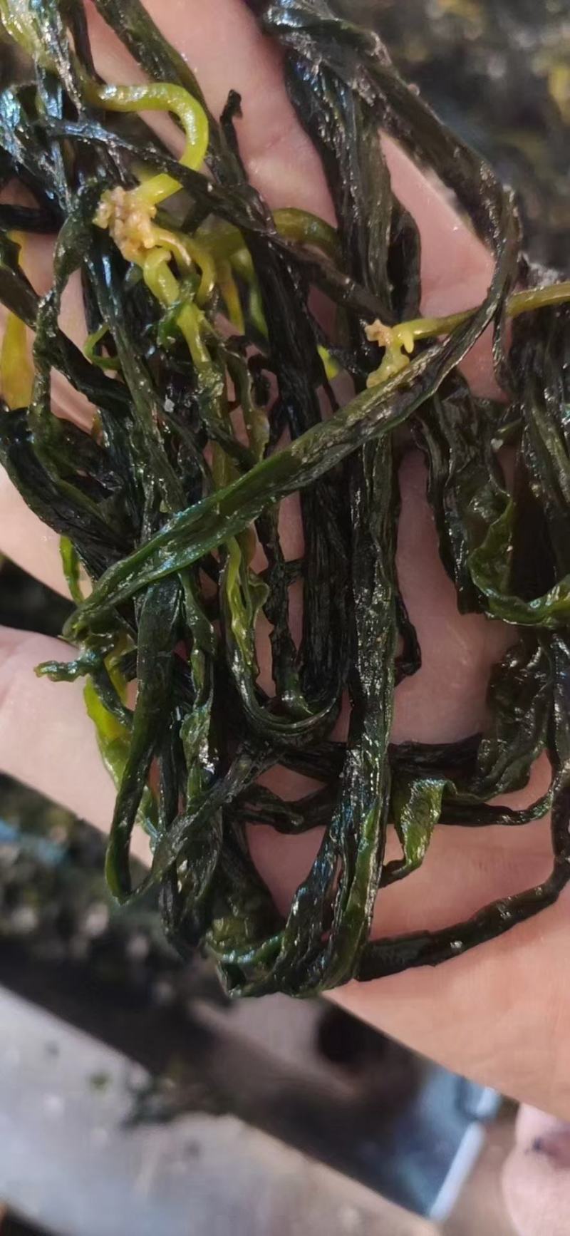 霞浦海带苗，海带嫩苗（头水海带苗）适用烫火锅青炒炖汤