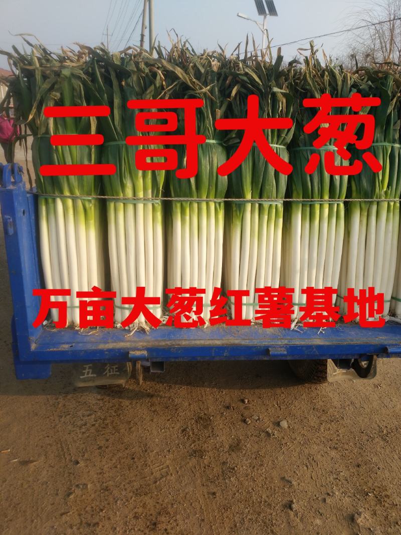 河北省保定市里县小陈乡万亩长白大葱基地欢迎您