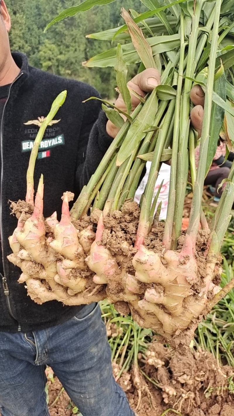 绵阳江油白口竹根姜，包技术包回收，量大从优，咱老百姓自己