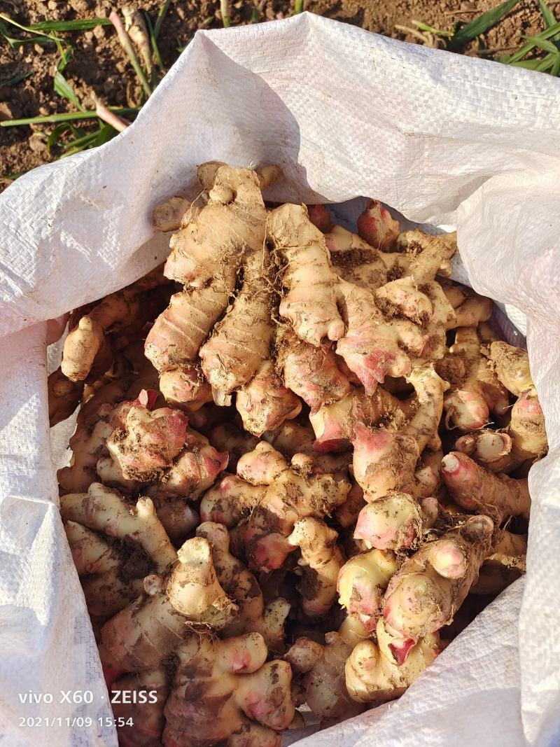 绵阳江油白口竹根姜，包技术包回收，量大从优，咱老百姓自己