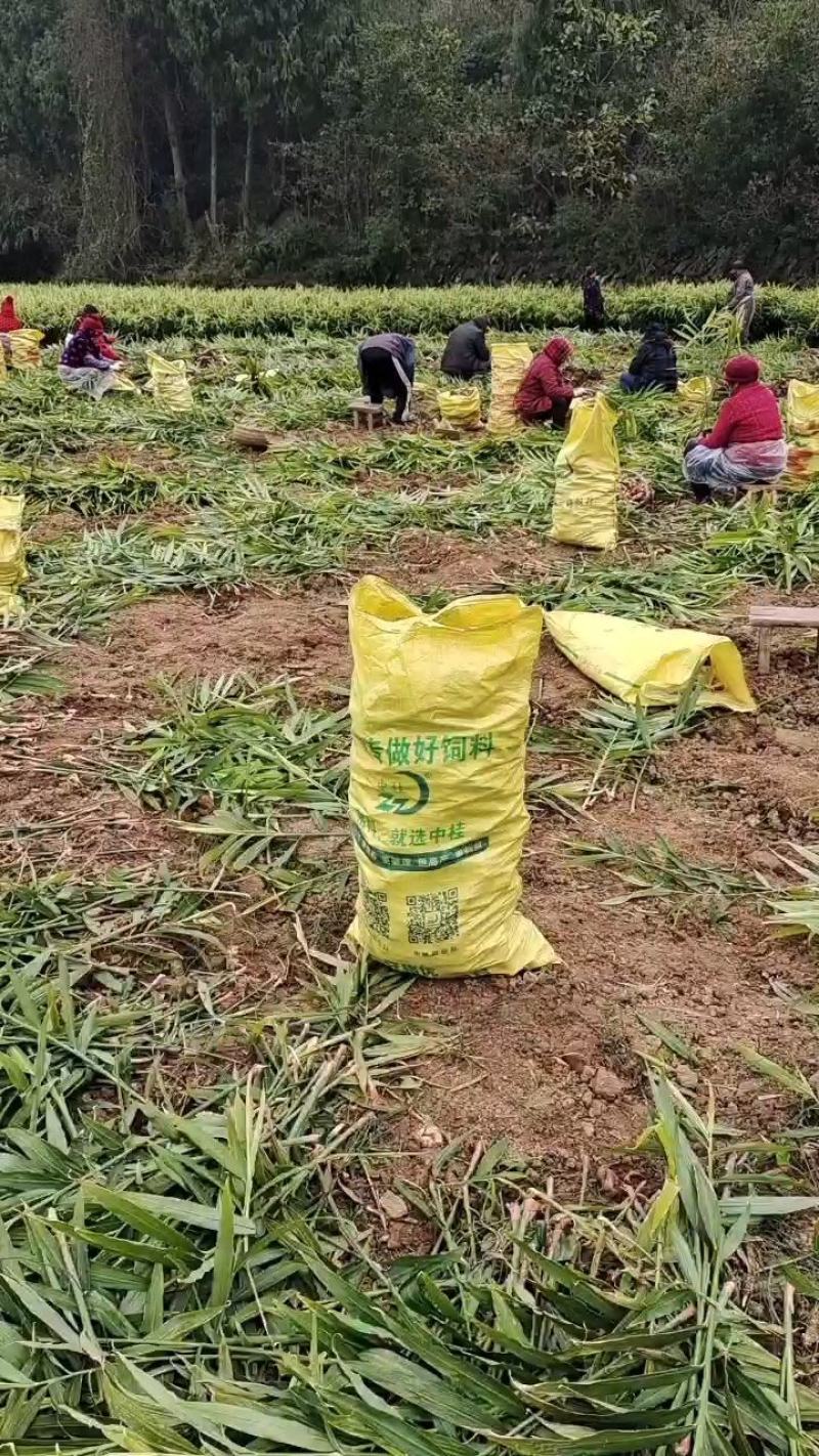 绵阳江油白口竹根姜，包技术包回收，量大从优，咱老百姓自己