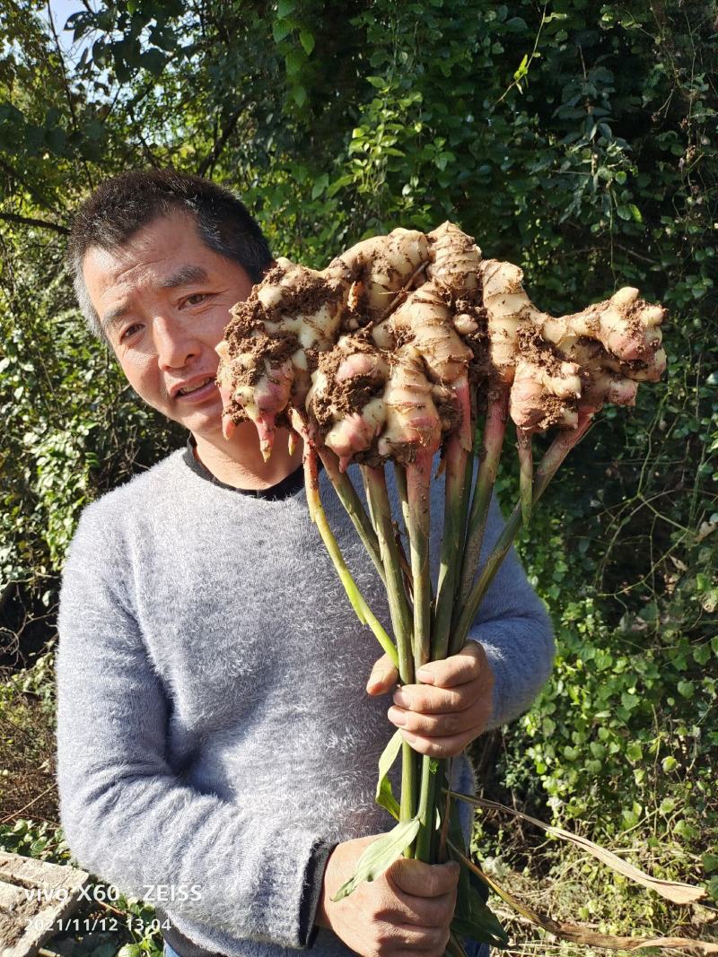 绵阳江油白口竹根姜，包技术包回收，量大从优，咱老百姓自己
