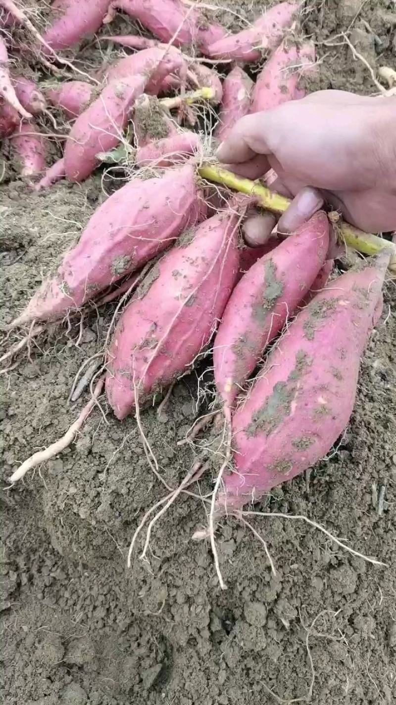 【红薯】正宗烟薯25软糯香甜现挖现发货源充足