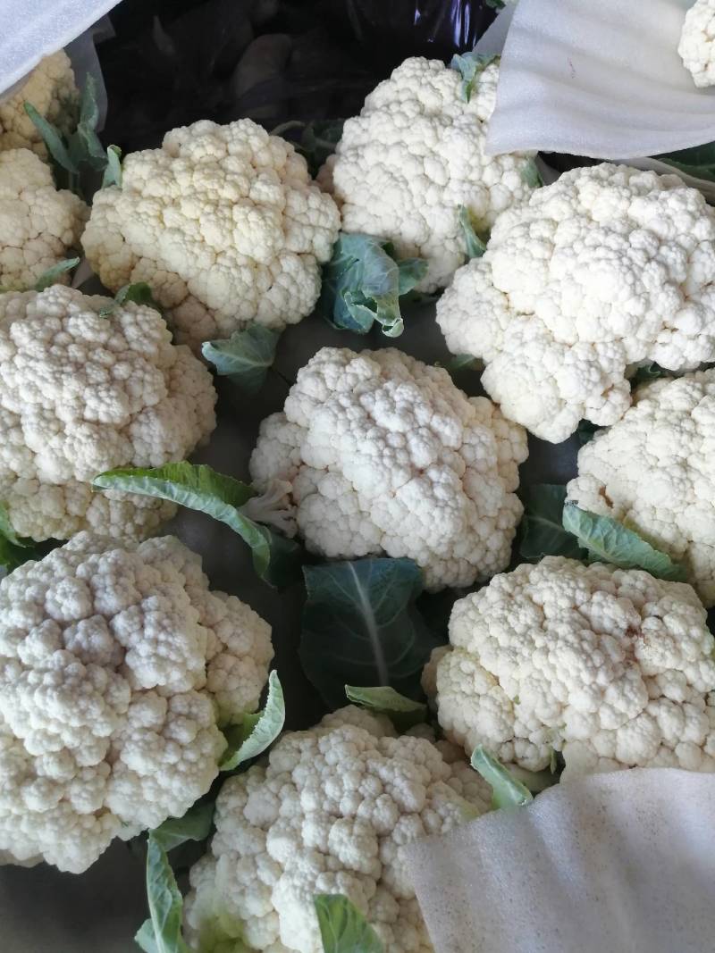 福建精品青梗花菜