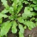 农村野生荠荠菜健康养生荠荠菜