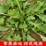农村野生荠荠菜健康养生荠荠菜