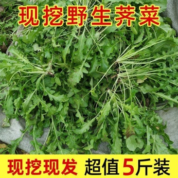 农村野生荠荠菜健康养生荠荠菜
