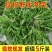 农村野生荠荠菜健康养生荠荠菜