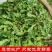 农村野生荠荠菜健康养生荠荠菜