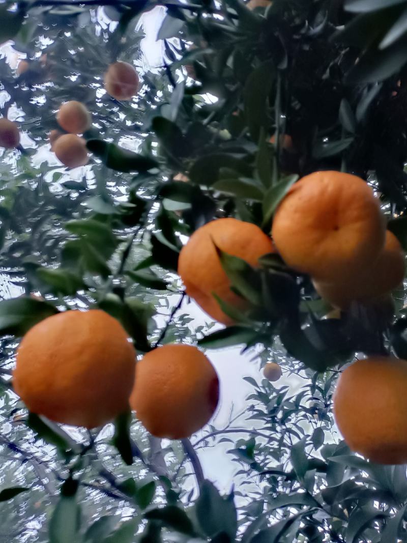 衢洲椪柑，个大味香，清甜可口。