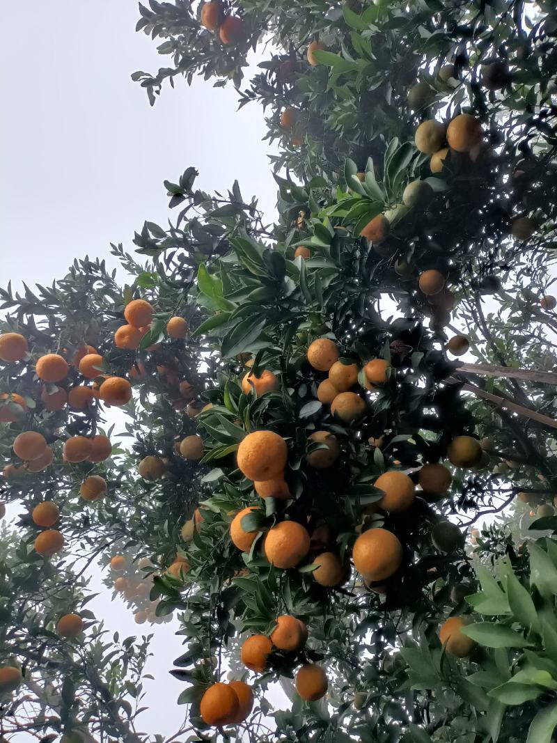 衢洲椪柑，个大味香，清甜可口。