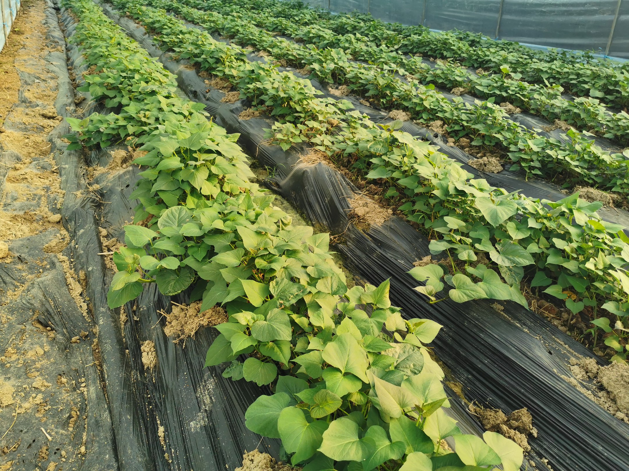 西瓜地膜覆盖种植示意图