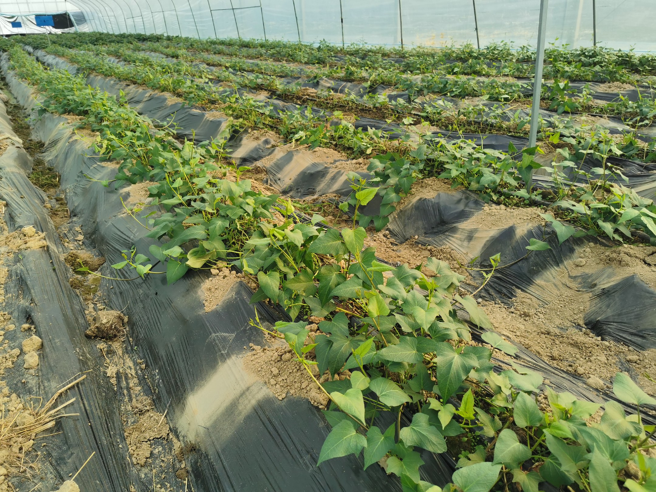 田间成熟西瓜红甘薯植株：藤蔓健壮呈深绿色，叶片心形具蜡质层，垄上块根膨大明显，部分露出土表的薯块呈现典型浅红褐色表皮，无绿肩、无龟裂