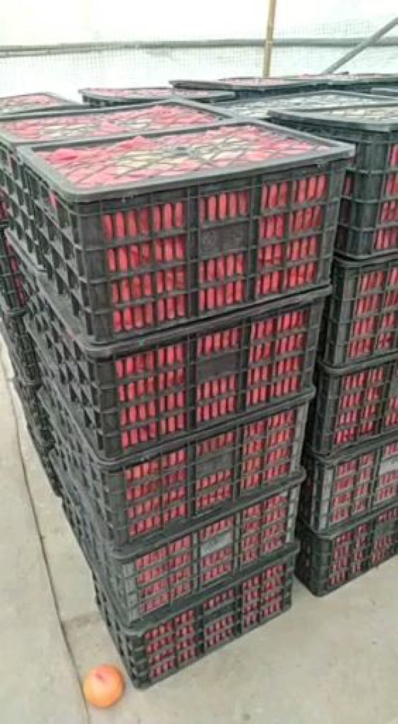 【粉红西红柿】量大从优基地直供对接全国市场