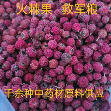 火棘果，中药材救军粮火把果水杈子欢迎咨询选购！