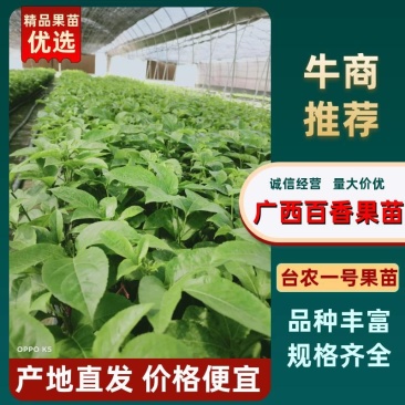 台农一号百香果嫁接苗,可视频看苗,支付线上交易产地直销