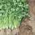 精品香菜25/30公分长度量大从优