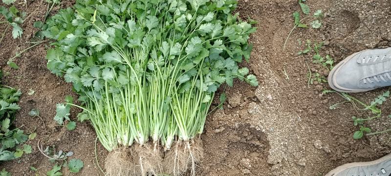 精品香菜25/30公分长度量大从优