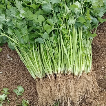 精品香菜25/30公分长度量大从优
