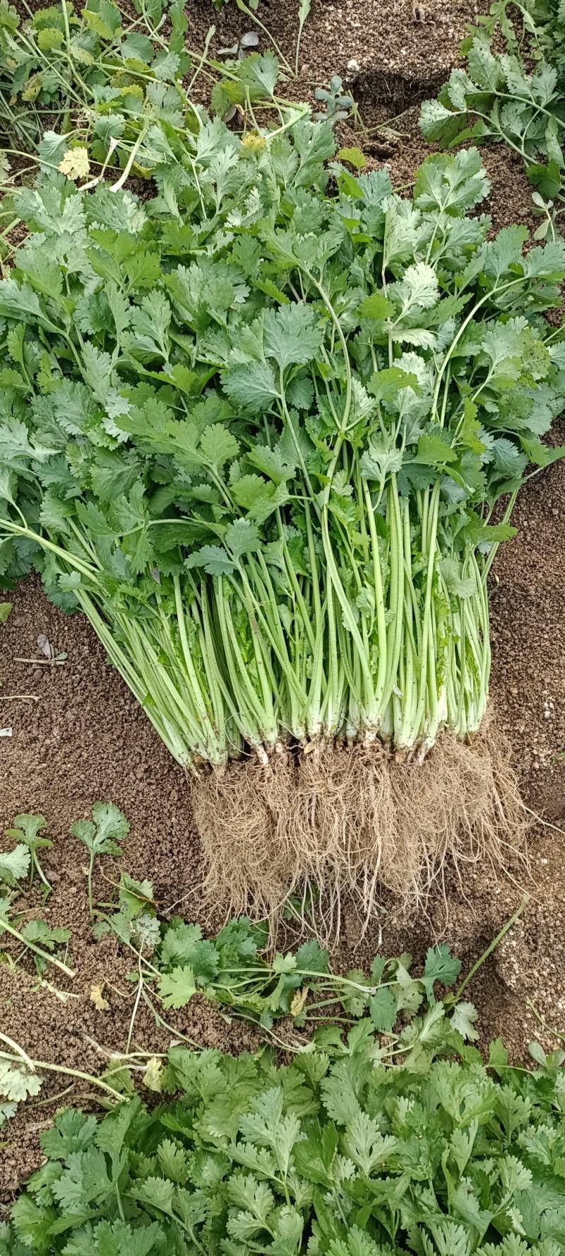 精品香菜25/30公分长度量大从优