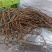 特级干豇豆农家干豆角绿豆角一件也批发量大从优