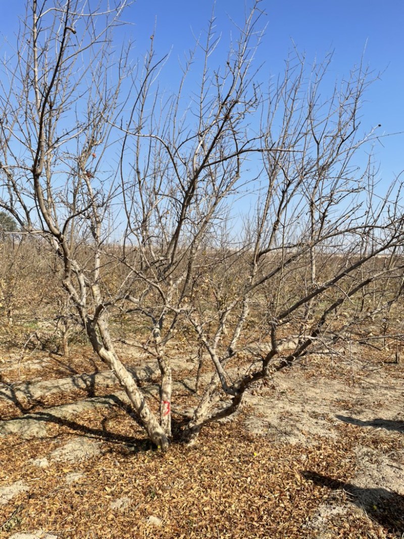 丛生石榴树，大规格丛生石榴树基地，景观石榴树