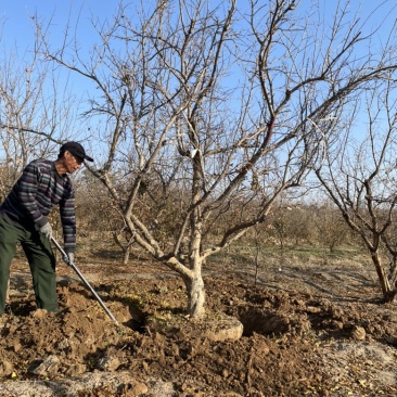 丛生石榴树，大规格丛生石榴树基地，景观石榴树