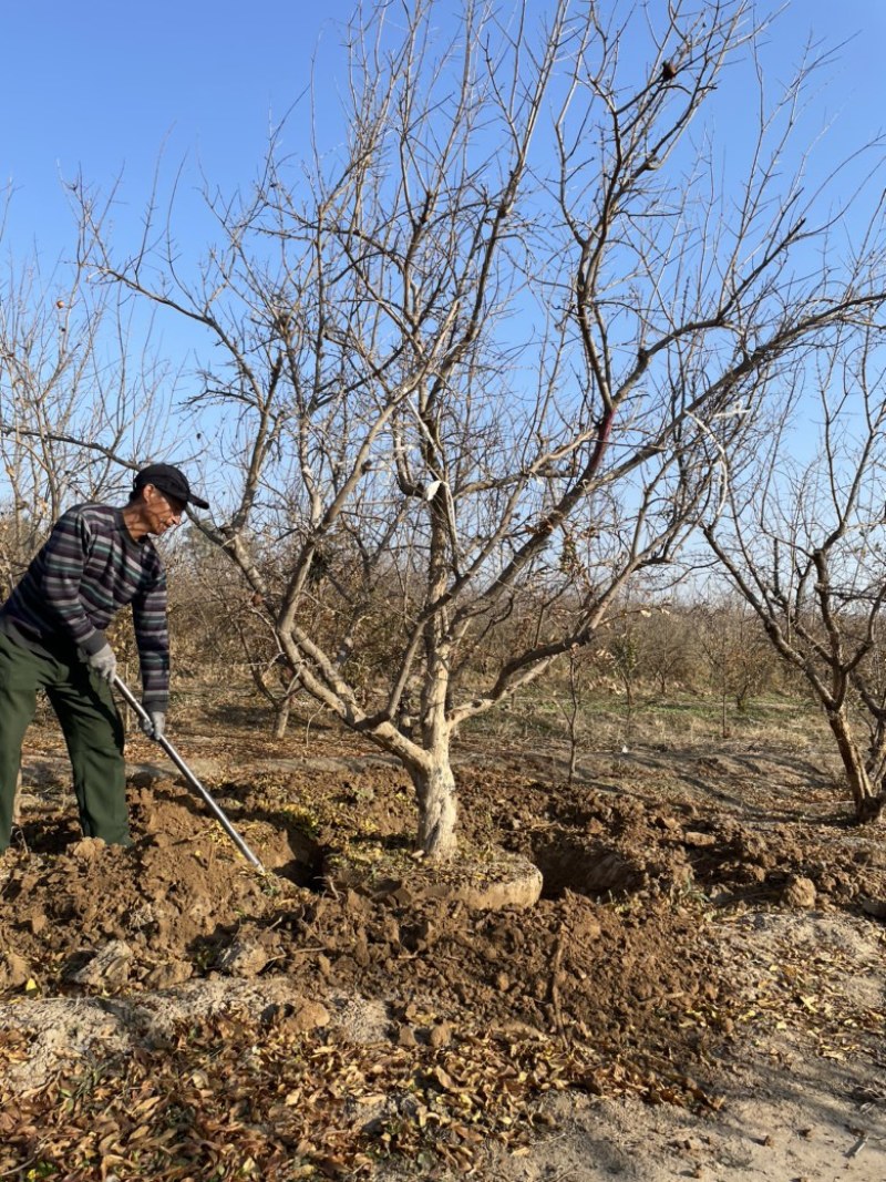 丛生石榴树，大规格丛生石榴树基地，景观石榴树