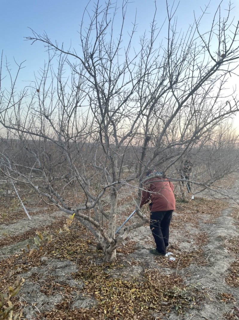 丛生石榴树，大规格丛生石榴树基地，景观石榴树