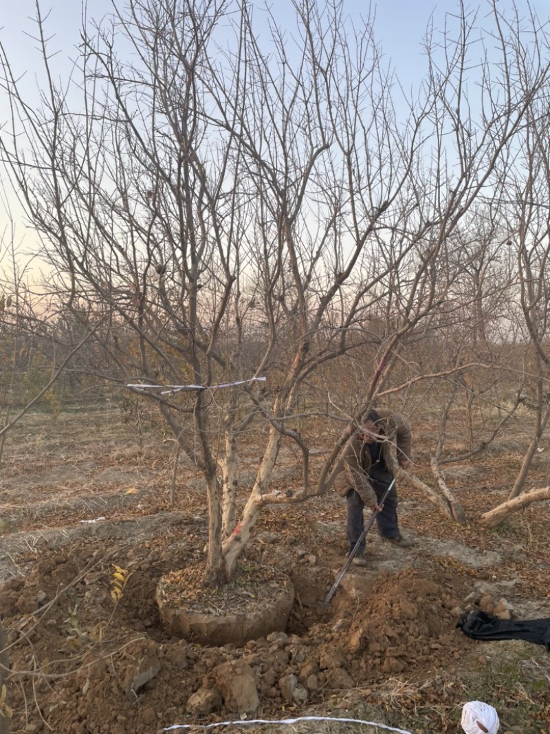 丛生石榴树，大规格丛生石榴树基地，景观石榴树