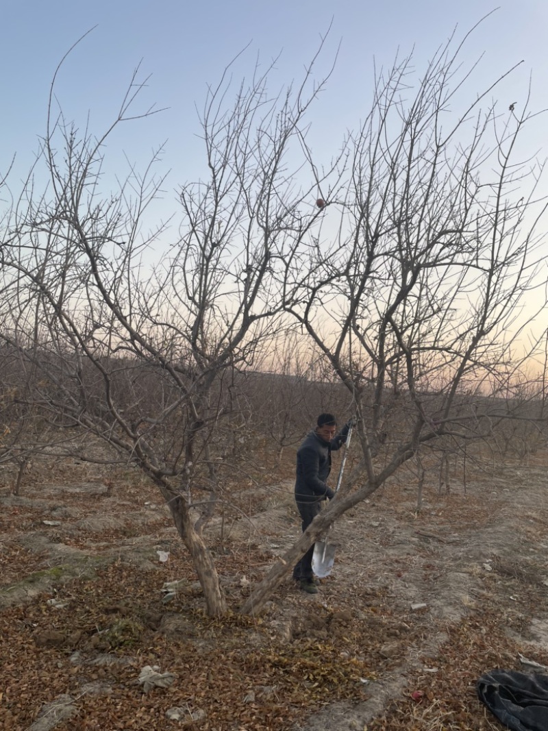 丛生石榴树，大规格丛生石榴树基地，景观石榴树